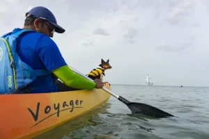 kayak price in india